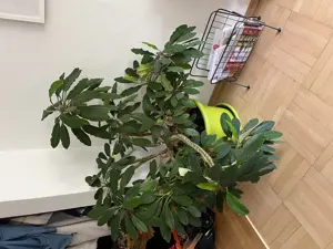 Spuckpalme zu verschenken