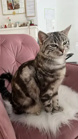 Katze vermisst HARD ERLACH Bild 2