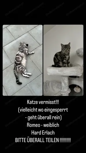 Katze vermisst HARD ERLACH