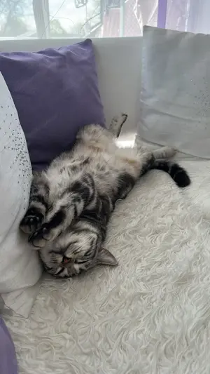 Katze vermisst HARD ERLACH Bild 3
