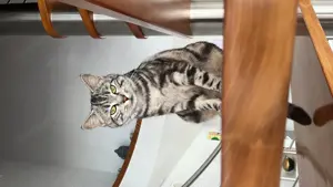 Katze vermisst HARD ERLACH Bild 4