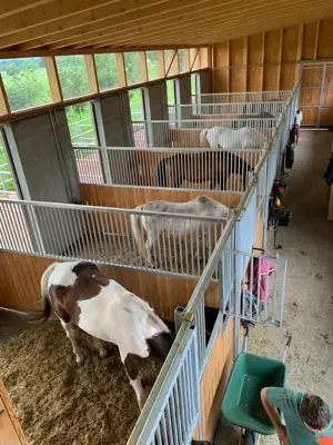 Einstellplatz für Pferd in Dornbirn zu vergeben!