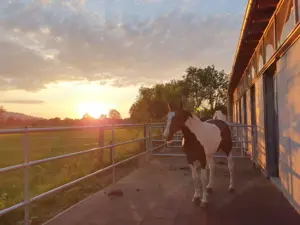 Einstellplatz für Pferd in Dornbirn zu vergeben! Bild 5