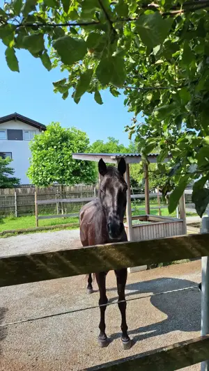 Reitbeteiligung Rankweil