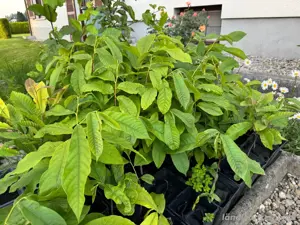 PawPaw Indianerbanane
