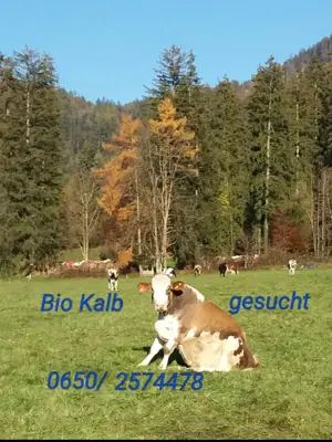 Bio Kalb gesucht !!!
