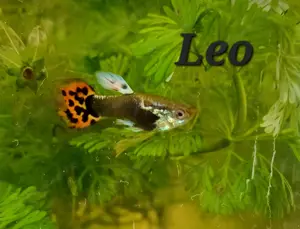 Wunderschöne Guppy's 