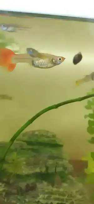 Wunderschöne Guppy's  Bild 5