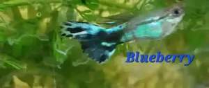 Wunderschöne Guppy's  Bild 3