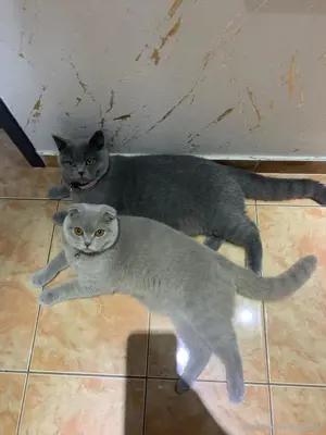 Bhk Katzen 