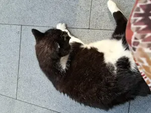 zugelaufene, besonders anhängliche und liebe Katze sucht seine Besitzer Bild 4