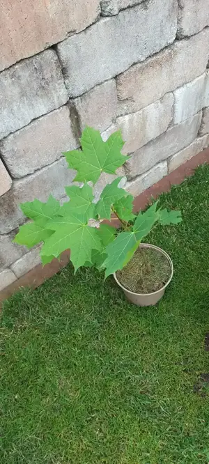 Ahornbaum Baum