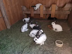 10 Wochen alte Hasen 