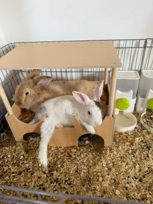 Zwergkaninchen und Löwenkopfkaninchen zu verkaufen