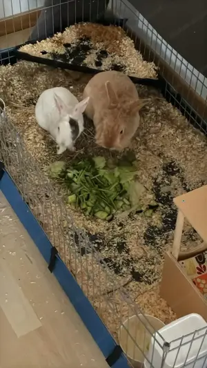 Zwergkaninchen und Löwenkopfkaninchen zu verkaufen Bild 2