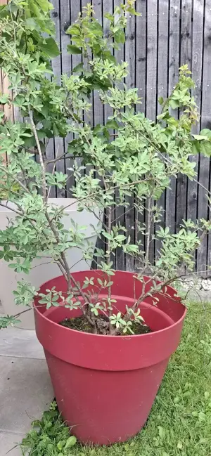 Prunkspiere 1m hoch Bild 2