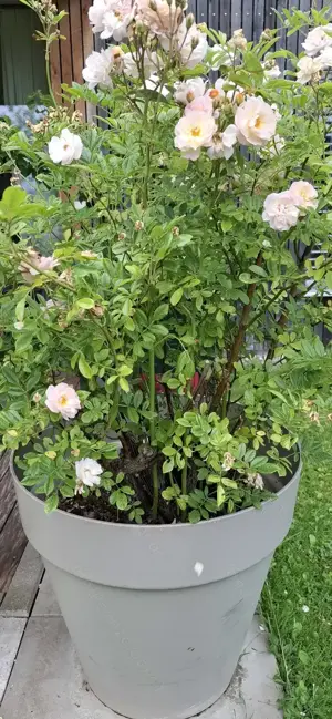 Ghislaine de Féligonde, Rose  Bild 2