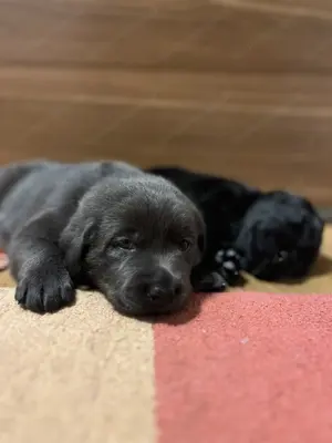 Labrador Welpen 