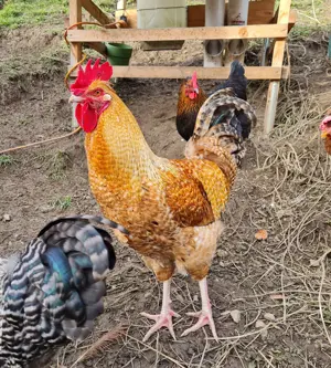 Hahn zu verschenken