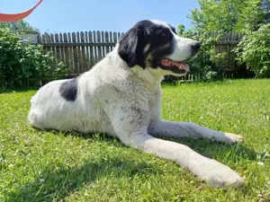 Simo - NOTFALL Österreich Bild 6