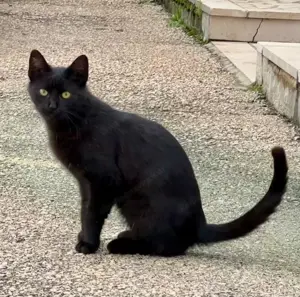 Batman sucht GEMEINSAMES Zuhause mit Robin Bild 2