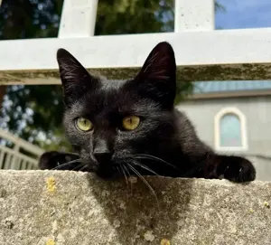 Batman sucht GEMEINSAMES Zuhause mit Robin Bild 3