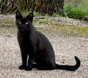 Batman sucht GEMEINSAMES Zuhause mit Robin Bild 4
