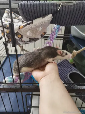 Größe Käfig mit 7 Ratten  Bild 2