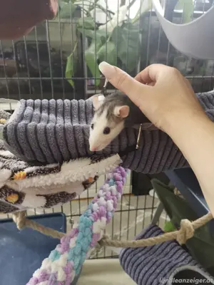 Größe Käfig mit 7 Ratten  Bild 3