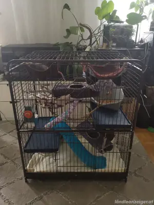 Größe Käfig mit 7 Ratten 