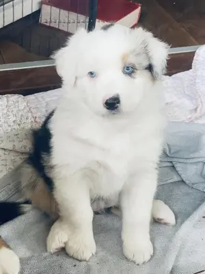 Australian Shepherd Welpen  Bild 2