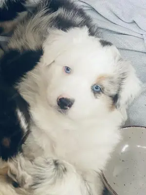 Australian Shepherd Welpen  Bild 3