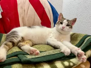 Flopsy wünscht sich behütetes Zuhause Bild 4