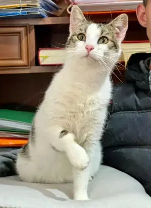 Flopsy wünscht sich behütetes Zuhause Bild 2