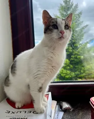 Flopsy wünscht sich behütetes Zuhause Bild 6