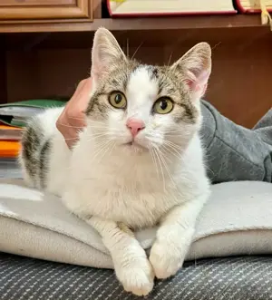 Flopsy wünscht sich behütetes Zuhause Bild 5