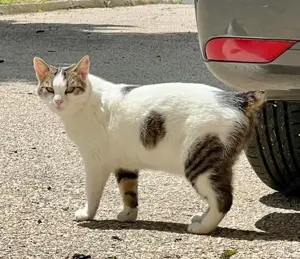 Flopsy wünscht sich behütetes Zuhause