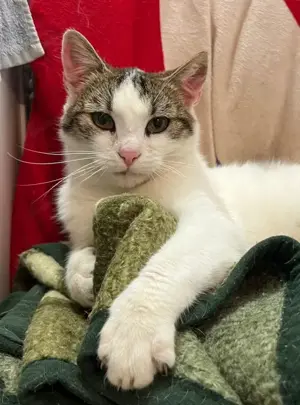 Flopsy wünscht sich behütetes Zuhause Bild 3