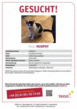 Kater Murphy vermisst 