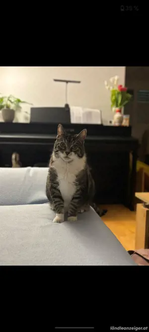 Suche Katzenbetreuung 11.7.-3.8.2025