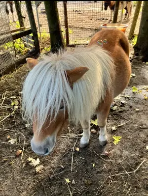 Kinderliebe Mini-Shetty Stute