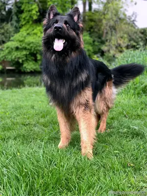Ich biete meinen Deutschen Schäferhund zum Verkauf an  Bild 3