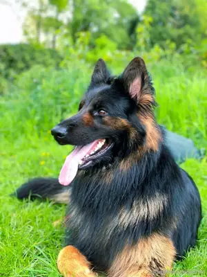 Ich biete meinen Deutschen Schäferhund zum Verkauf an 