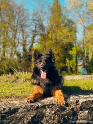 Ich biete meinen Deutschen Schäferhund zum Verkauf an  Bild 2