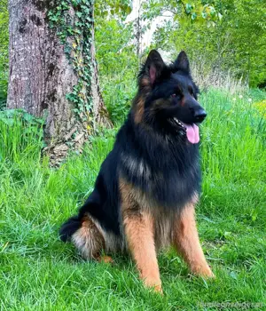 Ich biete meinen Deutschen Schäferhund zum Verkauf an  Bild 4