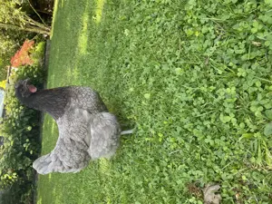 2 Hühner zu verkaufen (Königsberger) Bild 3