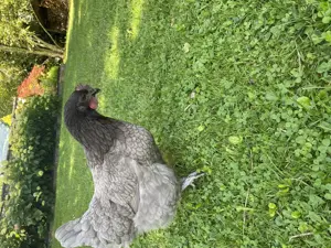 2 Hühner zu verkaufen (Königsberger) Bild 2
