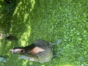 2 Hühner zu verkaufen (Königsberger)