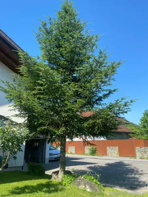 Holz zu verschenken