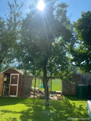 Holz zu verschenken Bild 2